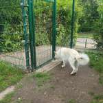 Hundeauslaufgebiet-Umzäunte Hundewiese-Bild