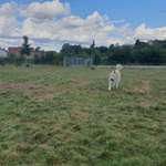 Hundeauslaufgebiet-Hundewiese am Tennisplatz-Bild