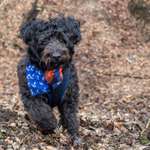 Hundeauslaufgebiet-Meyerspark-Bild