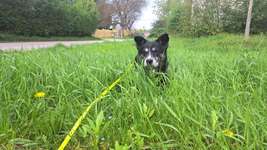 Update: mittlerweile schmerzfrei 
Arthrose - Hund erlösen?-Beitrag-Bild