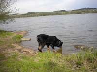 Hundeauslaufgebiet-Rottauensee-Bild