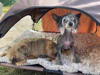 Suchmeldung-Dobby-Bild