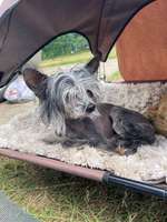 Suchmeldung-Dobby-Bild