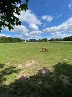 Hundeauslaufgebiet-Vorwerker Hunde Wiese-Bild