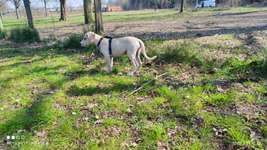 Hundeauslaufgebiet-Ehemaliger Bökelberg Parkplatz-Bild