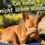 Darmtumor Vitalpilze-Beitrag-Bild