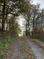 Hundeauslaufgebiet-Auslaufgebiet für Angsthunde-Bild