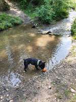 Hundeauslaufgebiet-Vielbringen bei Worb-Bild