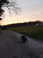 Hundeauslaufgebiet-Vielbringen bei Worb-Bild