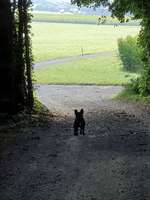 Hundeauslaufgebiet-Vielbringen bei Worb-Bild