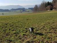 Hundeauslaufgebiet-Dentenberg-Bild