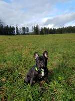 Hundeauslaufgebiet-Dentenberg-Bild