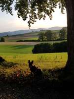 Hundeauslaufgebiet-Dentenberg-Bild