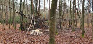 Hundeauslaufgebiet-Berglwald-Bild