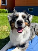 Rüde tröpfelt ständig Smegma-Beitrag-Bild