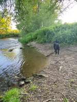 Hundeauslaufgebiet-Hundebade Strand-Bild