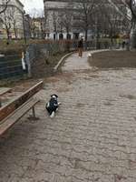 Hundeauslaufgebiet-Hundezone Vogelweidpark-Bild