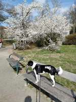Hundeauslaufgebiet-Hundezone Vogelweidpark-Bild