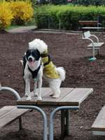 Hundeauslaufgebiet-Hundezone Vogelweidpark-Bild