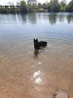 Hundeauslaufgebiet-Elfrather See-Bild