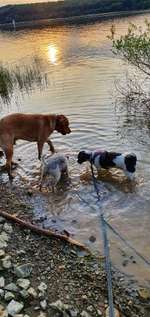 Hundeauslaufgebiet-Möhnesee (Hundestrand)-Bild