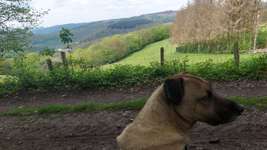 Hundeauslaufgebiet-Linscheid über muhle-Bild