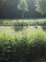 Hundeauslaufgebiet-Hundeauslauf Waldbröl                                     https://www.hundeauslauf-waldbröl.de-Bild