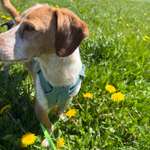 Unbewusste Glaubenssätze in der Hundehaltung: Wie sie uns prägen und wie ihr damit umgeht-Beitrag-Bild