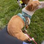 Dog Twerking-Beitrag-Bild