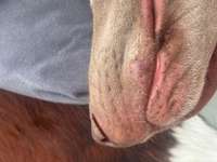 Schwellung an der Lefze-Beitrag-Bild