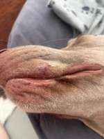 Schwellung an der Lefze-Beitrag-Bild