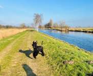 Hundeauslaufgebiet-Kanalweg  Repsholt-Bild