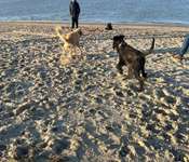 Hundeauslaufgebiet-Hundestrand Hooksiel-Bild