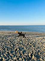 Hundeauslaufgebiet-Hundestrand Hooksiel-Bild