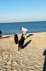 Hundeauslaufgebiet-Hundestrand Hooksiel-Bild