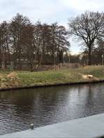 Hundeauslaufgebiet-Kanalweg  Repsholt-Bild