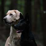 Ersteller:in Sese Profilbild