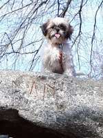 Sih Tschu-Beitrag-Bild