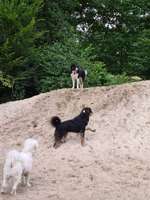 Hundeauslaufgebiet-Hundewald Doghausen-Bild