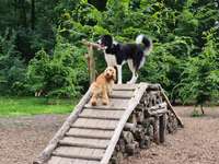 Hundeauslaufgebiet-Hundewald Doghausen-Bild