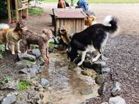 Hundeauslaufgebiet-Hundewald Doghausen-Bild