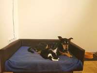 Hund und Katz Momente-Beitrag-Bild