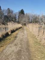 Hundeauslaufgebiet-Paterzeller Eibenwald-Bild