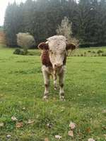 Hundeauslaufgebiet-Bei der Lechtalbrücke-Bild