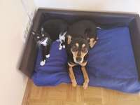 Hund und Katz Momente-Beitrag-Bild