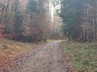 Hundeauslaufgebiet-Sachsenrieder Forst-Bild
