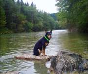 Hundeauslaufgebiet-An der Ammer-Bild