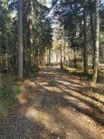 Hundeauslaufgebiet-Paterzeller Eibenwald-Bild