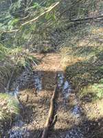 Hundeauslaufgebiet-Paterzeller Eibenwald-Bild