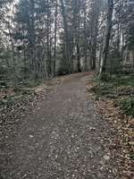 Hundeauslaufgebiet-Pösinger Au - Waldgebiet am Lech-Bild